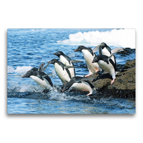 Premium Textil-Leinwand 75 x 50 cm Quer-Format Adelie Pinguine auf dem Sprung zu den Fischgründen. | Wandbild, HD-Bild auf Keilrahmen, Fertigbild auf hochwertigem Vlies, Leinwanddruck von CALVENDO