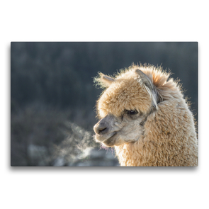 Premium Textil-Leinwand 75 x 50 cm Quer-Format Alpaka an einem Wintertag auf gerahmter Leinwand | Wandbild, HD-Bild auf Keilrahmen, Fertigbild auf hochwertigem Vlies, Leinwanddruck von Bianca Mentil
