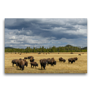 Premium Textil-Leinwand 75 x 50 cm Quer-Format American Wildlife | Wandbild, HD-Bild auf Keilrahmen, Fertigbild auf hochwertigem Vlies, Leinwanddruck von Christian Heeb