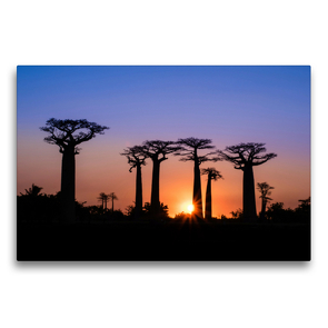 Premium Textil-Leinwand 75 x 50 cm Quer-Format Baobab – Allee | Wandbild, HD-Bild auf Keilrahmen, Fertigbild auf hochwertigem Vlies, Leinwanddruck von Rolf Dietz