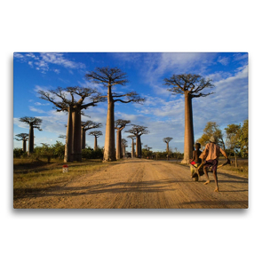 Premium Textil-Leinwand 750 x 500 cm Quer-Format Baobaballee – Madagaskar | Wandbild, HD-Bild auf Keilrahmen, Fertigbild auf hochwertigem Vlies, Leinwanddruck von Rolf Dietz