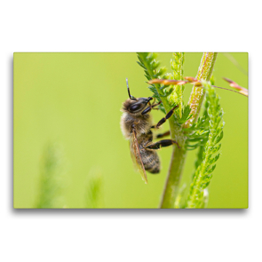 Premium Textil-Leinwand 75 x 50 cm Quer-Format Biene | Wandbild, HD-Bild auf Keilrahmen, Fertigbild auf hochwertigem Vlies, Leinwanddruck von Dany´s Blickwinkel