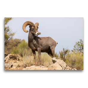 Premium Textil-Leinwand 75 x 50 cm Quer-Format Bighorn Sheep, Colorado National Monument, Colorado, USA | Wandbild, HD-Bild auf Keilrahmen, Fertigbild auf hochwertigem Vlies, Leinwanddruck von Christian Heeb