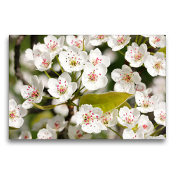 Premium Textil-Leinwand 75 x 50 cm Quer-Format Birnenblüten | Wandbild, HD-Bild auf Keilrahmen, Fertigbild auf hochwertigem Vlies, Leinwanddruck von Gisela Kruse