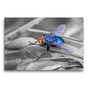 Premium Textil-Leinwand 75 x 50 cm Quer-Format Blaue Schmeißfliege | Wandbild, HD-Bild auf Keilrahmen, Fertigbild auf hochwertigem Vlies, Leinwanddruck von Dany´s Blickwinkel