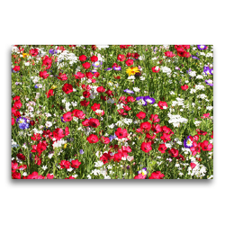 Premium Textil-Leinwand 75 x 50 cm Quer-Format Blumenwiese mit Rotem Lein | Wandbild, HD-Bild auf Keilrahmen, Fertigbild auf hochwertigem Vlies, Leinwanddruck von Gisela Kruse