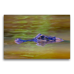 Premium Textil-Leinwand 75 x 50 cm Quer-Format Brillenkaiman (Caiman Crocodilus Yacara) | Wandbild, HD-Bild auf Keilrahmen, Fertigbild auf hochwertigem Vlies, Leinwanddruck von © viaje.ch