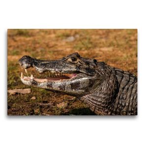 Premium Textil-Leinwand 75 x 50 cm Quer-Format Brillenkaiman, Caiman yacare | Wandbild, HD-Bild auf Keilrahmen, Fertigbild auf hochwertigem Vlies, Leinwanddruck von Jürgen Wöhlke