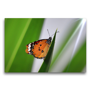 Premium Textil-Leinwand 75 x 50 cm Quer-Format Danaus chrysippus – Kleiner Monarch | Wandbild, HD-Bild auf Keilrahmen, Fertigbild auf hochwertigem Vlies, Leinwanddruck von Sabine Löwer