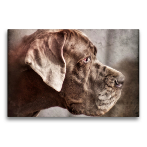 Premium Textil-Leinwand 75 x 50 cm Quer-Format Deutsche Dogge | Wandbild, HD-Bild auf Keilrahmen, Fertigbild auf hochwertigem Vlies, Leinwanddruck von Kattobello