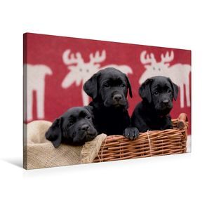 Premium Textil-Leinwand 75 x 50 cm Quer-Format Drei schwarze Labrador Welpen | Wandbild, HD-Bild auf Keilrahmen, Fertigbild auf hochwertigem Vlies, Leinwanddruck von Peter Faber von Faber,  Peter