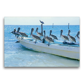 Premium Textil-Leinwand 75 x 50 cm Quer-Format Drollige Pelikane lassen sich auf einem Fischerboot nieder | Wandbild, HD-Bild auf Keilrahmen, Fertigbild auf hochwertigem Vlies, Leinwanddruck von CALVENDO
