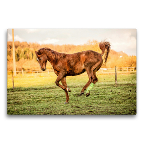 Premium Textil-Leinwand 75 x 50 cm Quer-Format Durch das Jahr mit der Trakehner-Stute Fleur | Wandbild, HD-Bild auf Keilrahmen, Fertigbild auf hochwertigem Vlies, Leinwanddruck von Romy Pfeifer