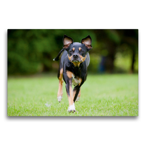 Premium Textil-Leinwand 75 x 50 cm Quer-Format Ein aufmerksamer Zwergpinscher läuft über die Wiese | Wandbild, HD-Bild auf Keilrahmen, Fertigbild auf hochwertigem Vlies, Leinwanddruck von CALVENDO