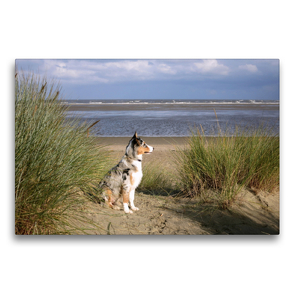 Premium Textil-Leinwand 75 x 50 cm Quer-Format Ein Hund beobachtet den Strand | Wandbild, HD-Bild auf Keilrahmen, Fertigbild auf hochwertigem Vlies, Leinwanddruck von Susanne Herppich