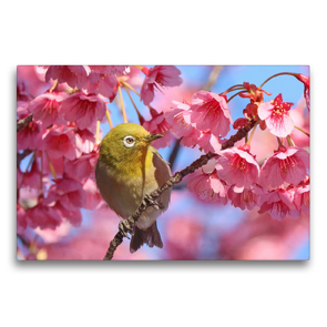 Premium Textil-Leinwand 75 x 50 cm Quer-Format Ein Japan-Brillenvogel inmitten rosafarbener Kirschblüten. | Wandbild, HD-Bild auf Keilrahmen, Fertigbild auf hochwertigem Vlies, Leinwanddruck von CALVENDO