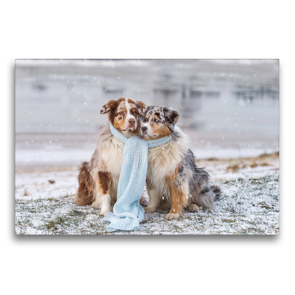 Premium Textil-Leinwand 75 x 50 cm Quer-Format Australian Shepherds mit Schal im Schnee | Wandbild, HD-Bild auf Keilrahmen, Fertigbild auf hochwertigem Vlies, Leinwanddruck von Annett Mirsberger