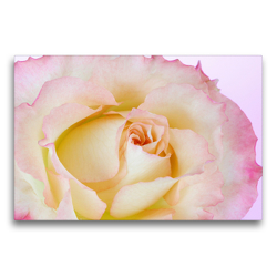 Premium Textil-Leinwand 75 x 50 cm Quer-Format Elegante Rose | Wandbild, HD-Bild auf Keilrahmen, Fertigbild auf hochwertigem Vlies, Leinwanddruck von Gisela Kruse