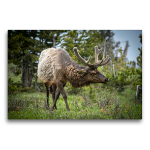 Premium Textil-Leinwand 75 x 50 cm Quer-Format Elk, Yellowstone Nationalpark, Wyoming, USA | Wandbild, HD-Bild auf Keilrahmen, Fertigbild auf hochwertigem Vlies, Leinwanddruck von Christian Heeb