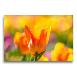 Premium Textil-Leinwand 75 x 50 cm Quer-Format Farbenfrohe Tulpen | Wandbild, HD-Bild auf Keilrahmen, Fertigbild auf hochwertigem Vlies, Leinwanddruck von Monika Scheurer