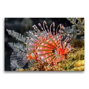 Premium Textil-Leinwand 75 x 50 cm Quer-Format Feuerfisch | Wandbild, HD-Bild auf Keilrahmen, Fertigbild auf hochwertigem Vlies, Leinwanddruck von Dorothea OLDANI
