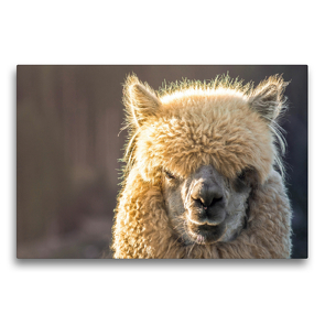 Premium Textil-Leinwand 75 x 50 cm Quer-Format Flauschiges Alpaka auf gerahmter Leinwand | Wandbild, HD-Bild auf Keilrahmen, Fertigbild auf hochwertigem Vlies, Leinwanddruck von Bianca Mentil
