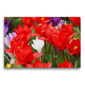 Premium Textil-Leinwand 75 x 50 cm Quer-Format Frühe rote Tulpen mit Krokussen | Wandbild, HD-Bild auf Keilrahmen, Fertigbild auf hochwertigem Vlies, Leinwanddruck von Gisela Kruse