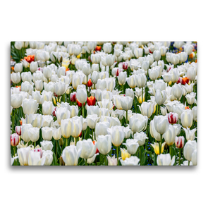 Premium Textil-Leinwand 75 x 50 cm Quer-Format Frühlingswiese mit blühenden weißen Tulpen | Wandbild, HD-Bild auf Keilrahmen, Fertigbild auf hochwertigem Vlies, Leinwanddruck von Dieter Meyer