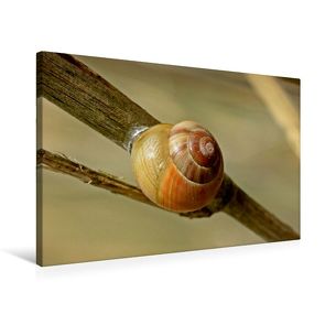 Premium Textil-Leinwand 75 x 50 cm Quer-Format Garten-Bänderschnecke (Cepaea hortensis) | Wandbild, HD-Bild auf Keilrahmen, Fertigbild auf hochwertigem Vlies, Leinwanddruck von Christine Schmutzler-Schaub von Schmutzler-Schaub,  Christine