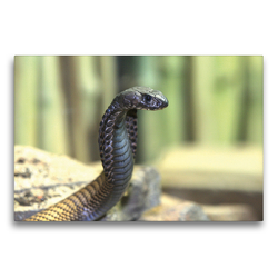 Premium Textil-Leinwand 75 x 50 cm Quer-Format Gefährliche Schlangen – Arabische Kobra | Wandbild, HD-Bild auf Keilrahmen, Fertigbild auf hochwertigem Vlies, Leinwanddruck von Michael Herzog