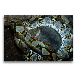 Premium Textil-Leinwand 75 x 50 cm Quer-Format Gefährliche Schlangen – Der Netzpython (1) | Wandbild, HD-Bild auf Keilrahmen, Fertigbild auf hochwertigem Vlies, Leinwanddruck von Michael Herzog