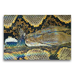 Premium Textil-Leinwand 75 x 50 cm Quer-Format Gefährliche Schlangen – Der Netzpython (2) | Wandbild, HD-Bild auf Keilrahmen, Fertigbild auf hochwertigem Vlies, Leinwanddruck von Michael Herzog