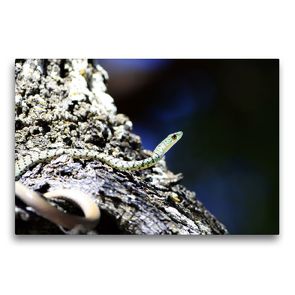 Premium Textil-Leinwand 75 x 50 cm Quer-Format Gefährliche Schlangen – Die Baumschlange | Wandbild, HD-Bild auf Keilrahmen, Fertigbild auf hochwertigem Vlies, Leinwanddruck von Michael Herzog