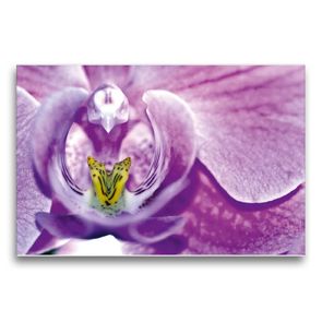 Premium Textil-Leinwand 75 x 50 cm Quer-Format Geheimnisvolle Blüten Makrofotografien | Wandbild, HD-Bild auf Keilrahmen, Fertigbild auf hochwertigem Vlies, Leinwanddruck von Martina Marten