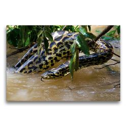 Premium Textil-Leinwand 75 x 50 cm Quer-Format Gelbe Anakonda im Pantanal | Wandbild, HD-Bild auf Keilrahmen, Fertigbild auf hochwertigem Vlies, Leinwanddruck von Juergen Woehlke