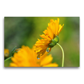 Premium Textil-Leinwand 75 x 50 cm Quer-Format Gelbe Blüte mit Regentropfen | Wandbild, HD-Bild auf Keilrahmen, Fertigbild auf hochwertigem Vlies, Leinwanddruck von Susanne Herppich