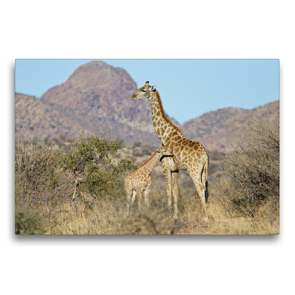 Premium Textil-Leinwand 75 x 50 cm Quer-Format Giraffe mit Jungtier | Wandbild, HD-Bild auf Keilrahmen, Fertigbild auf hochwertigem Vlies, Leinwanddruck von Wilfried Martin