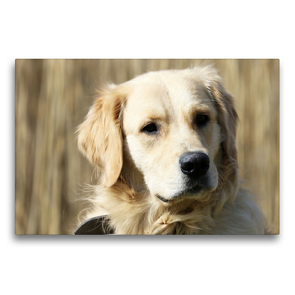 Premium Textil-Leinwand 75 x 50 cm Quer-Format Golden Retriever ein treuer Begleiter | Wandbild, HD-Bild auf Keilrahmen, Fertigbild auf hochwertigem Vlies, Leinwanddruck von SchnelleWelten