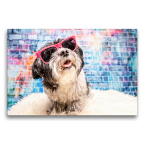 Premium Textil-Leinwand 75 x 50 cm Quer-Format Havaneser-Mädchen mit cooler Brille | Wandbild, HD-Bild auf Keilrahmen, Fertigbild auf hochwertigem Vlies, Leinwanddruck von Sonja Teßen