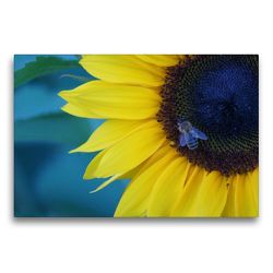 Premium Textil-Leinwand 75 x 50 cm Quer-Format Honigbiene auf Sonnenblumenblüte | Wandbild, HD-Bild auf Keilrahmen, Fertigbild auf hochwertigem Vlies, Leinwanddruck von kattobello