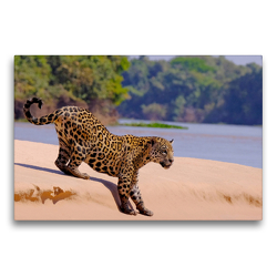 Premium Textil-Leinwand 75 x 50 cm Quer-Format Jaguar (Panthera Onca) | Wandbild, HD-Bild auf Keilrahmen, Fertigbild auf hochwertigem Vlies, Leinwanddruck von © viaje.ch