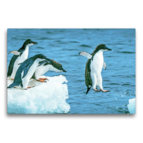 Premium Textil-Leinwand 75 x 50 cm Quer-Format Junge Adelie Pinguine hüpfen von Eisscholle zu Eischolle. | Wandbild, HD-Bild auf Keilrahmen, Fertigbild auf hochwertigem Vlies, Leinwanddruck von CALVENDO