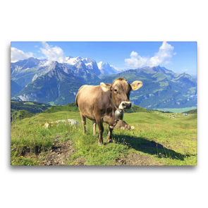 Premium Textil-Leinwand 75 x 50 cm Quer-Format Junge Kuh auf der Alm | Wandbild, HD-Bild auf Keilrahmen, Fertigbild auf hochwertigem Vlies, Leinwanddruck von Rose Hurley