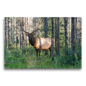 Premium Textil-Leinwand 75 x 50 cm Quer-Format Kapitaler Wapiti Hirsch in den Wäldern der Rocky Mountains in Kanada | Wandbild, HD-Bild auf Keilrahmen, Fertigbild auf hochwertigem Vlies, Leinwanddruck von alfotokunst