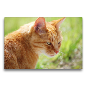 Premium Textil-Leinwand 75 x 50 cm Quer-Format Katze – Foto: Jean-Louis Glineur | Wandbild, HD-Bild auf Keilrahmen, Fertigbild auf hochwertigem Vlies, Leinwanddruck von Jean-Louis Glineur