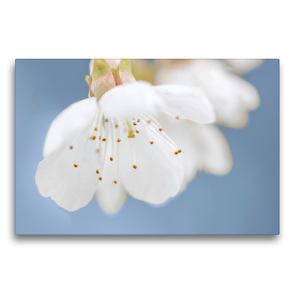 Premium Textil-Leinwand 75 x 50 cm Quer-Format Kirschpflaumenblüte | Wandbild, HD-Bild auf Keilrahmen, Fertigbild auf hochwertigem Vlies, Leinwanddruck von HerzogPictures