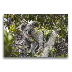 Premium Textil-Leinwand 75 x 50 cm Quer-Format Koala Magnetic Island | Wandbild, HD-Bild auf Keilrahmen, Fertigbild auf hochwertigem Vlies, Leinwanddruck von Fabian Zocher