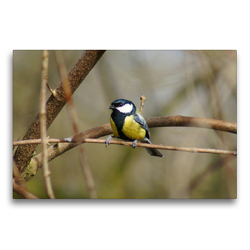 Premium Textil-Leinwand 75 x 50 cm Quer-Format Kohlmeise (Parus major) | Wandbild, HD-Bild auf Keilrahmen, Fertigbild auf hochwertigem Vlies, Leinwanddruck von kattobello