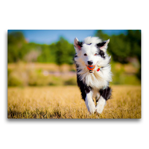 Premium Textil-Leinwand 75 x 50 cm Quer-Format Kraftvoll rennt ein Border Collie mit seinem Ball über eine Wiese | Wandbild, HD-Bild auf Keilrahmen, Fertigbild auf hochwertigem Vlies, Leinwanddruck von CALVENDO