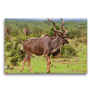 Premium Textil-Leinwand 75 x 50 cm Quer-Format Kudu Männchen | Wandbild, HD-Bild auf Keilrahmen, Fertigbild auf hochwertigem Vlies, Leinwanddruck von Barbara Fraatz